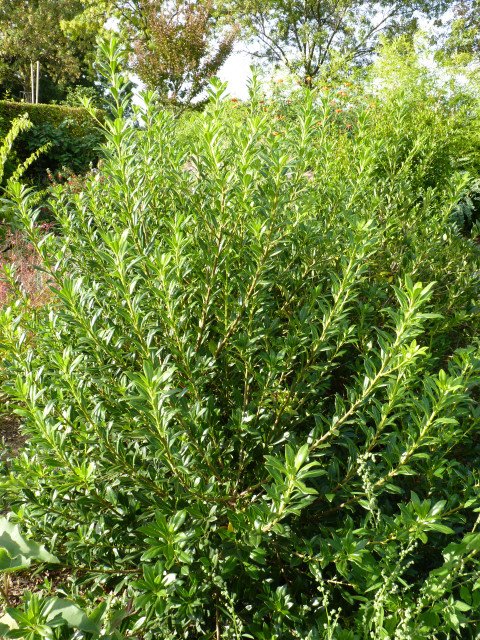 Pittosporum heterophyllum P2D
